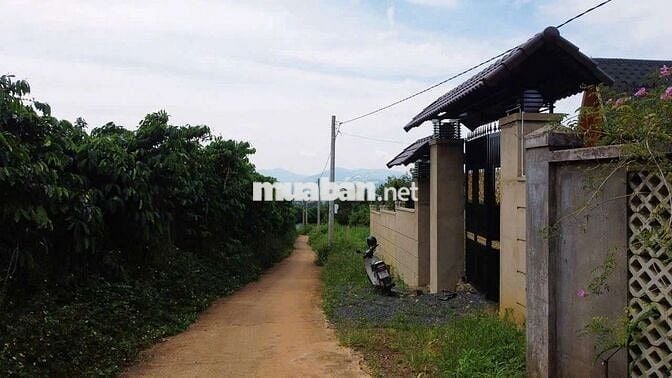 SIÊU PHẨM VIEW NÚI – GIÁ NGỘP SÂU NHẤT P.1, BẢO LỘC