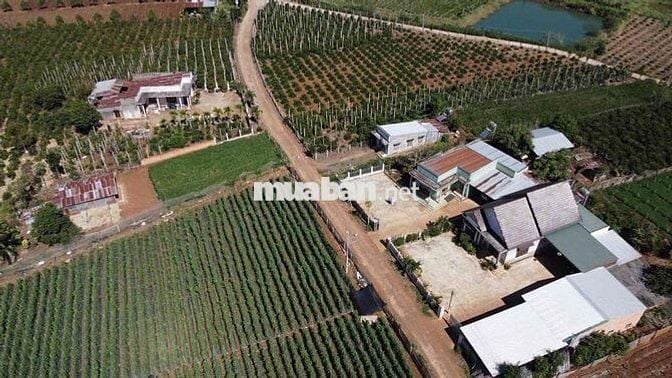 Mới sáng ra nhận tin: lô đất ngay trung tâm Tân Hội chỉ 680 triệu 😳 Kh