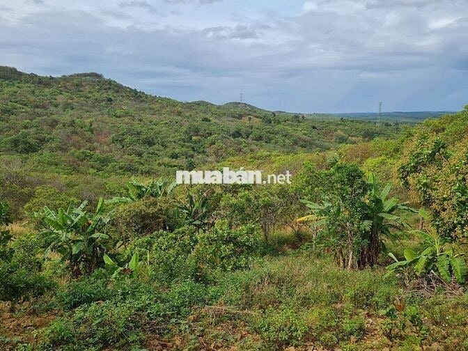 Chủ lớn tuổi không canh tác gửi bán 1.3ha đất vườn giá 650 triệu.