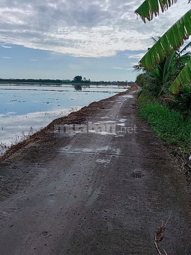 Cần bán gấp đất ruộng phi thông 