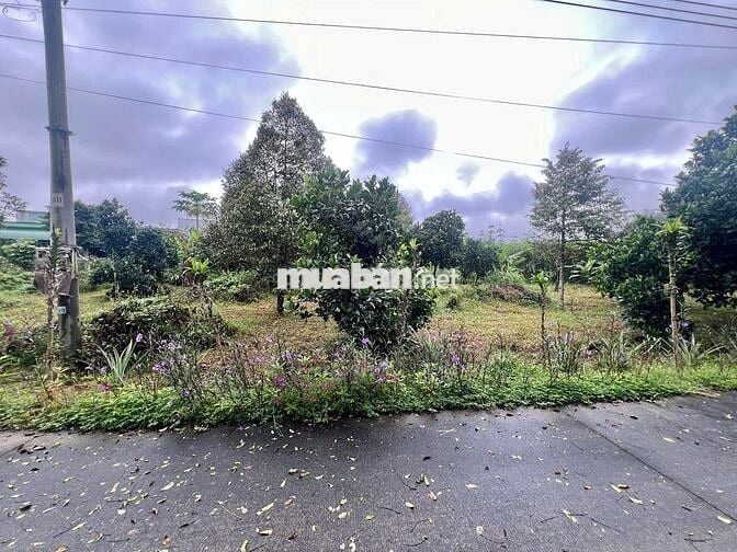 Bán Đất Gần Chợ, Diện tích 1000m2 Đất Vườn Có Thổ 200m2, Giá 490 triệu