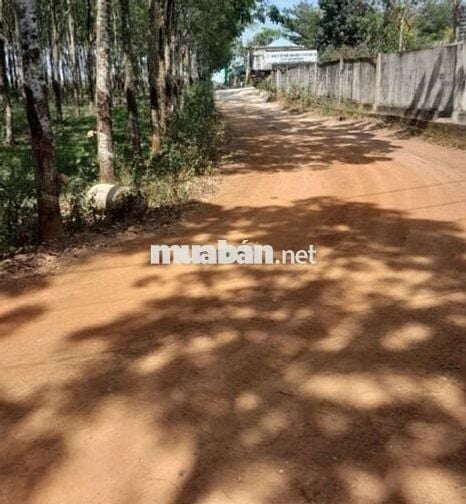 Ngộp bank sang gấp lô đất vườn >1000m2 giá rẻ, công chứng ngay