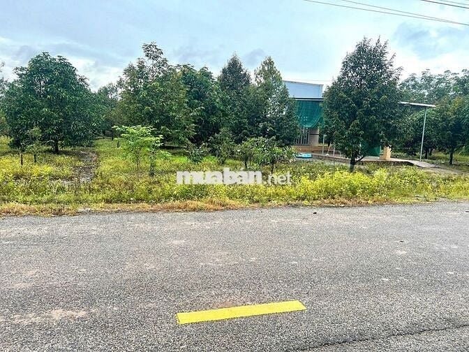 Bán Ngộp Nhà Cấp 4 và Vườn Cây ăn trái, diện tích 1000m2_Giá 550 triệu