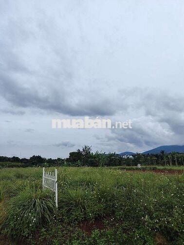 Đất trong khu dân cư cách nhựa 500m