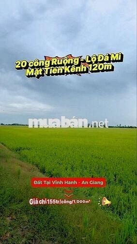 Đất ruộng đẹp, đất 3 vụ, xe 2 bánh tới đất