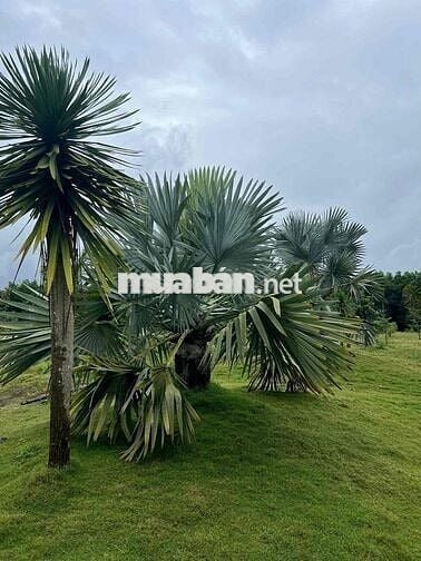 Ngộp Bank giảm giá sâu Quỹ đất 4,7ha mặt tiền Sân Bay Long Thành!