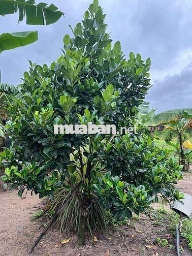 BÁN LÔ ĐẤT 46923,5 đường nhựa song hành, cao tốc long thành dầu dây