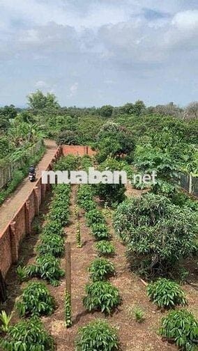 Đất Xã Hoà Khánh 3 Lô Liền Kề Giá Tốt