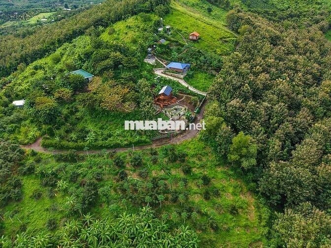 🏞️ Săn mây giữa Định Quán – Vườn giáp suối 1005m² view hồ Trị An 🌿