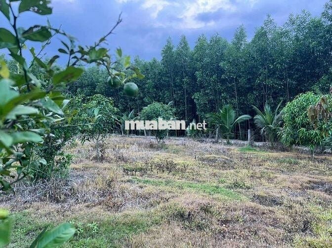 Đất trồng cây, Diên đồng Diên Khánh Hòa