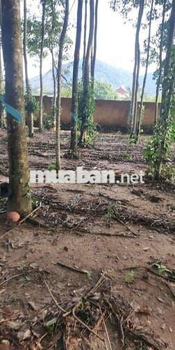 bán đất thổ cư gần sân vận động xã đức phú