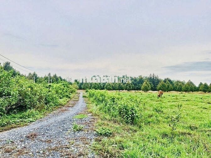 Hơn 1000m2 đường thông. Ngay KCN Phước Đông. 850tr