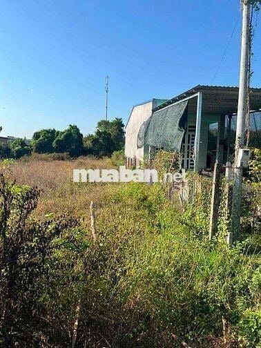 🌿🌿 BÁN LÔ ĐẤT VƯỜN MẶT TIỀN ĐƯỜNG 6 – XÃ THÁI MỸ, HUYỆN CỦ CHI