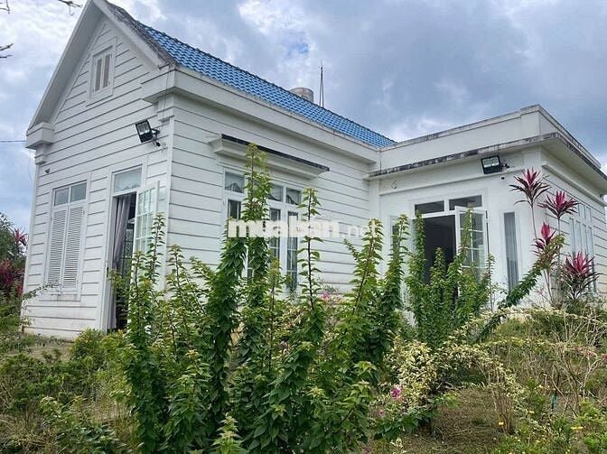 Homestay nhà vườn 7317,6m² full cây ăn trái, gần chợ Lộc Thành Bảo Lâm