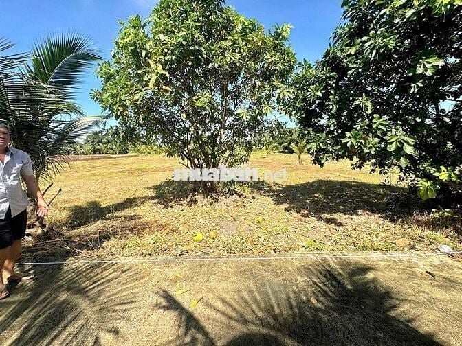 🌳 BÁN 2 LÔ ĐẤT VƯỜN 700M² CHỈ 850 TRIỆU/LÔ – NGAY CHỢ TRẢNG BÀNG, TÂY