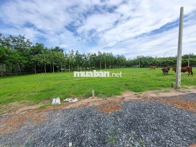 5x35 full thổ, đường thông. Sổ sẵn. Gần quốc lộ. 395tr