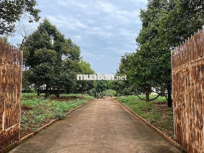 SỐC: ĐẤT VƯỜN SẦU RIÊNG - GIÁ RẺ - VIEW ĐẸP - SINH LỜI CAO