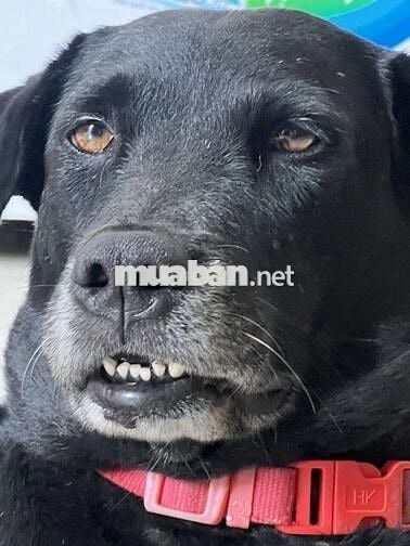 Bán nhà mặt tiền. Tiếp khách thiện chí, ko tiếp quảng cáo spamm