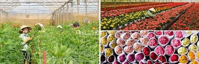  Tuyển PG/PB cho Dalat Hasfarm kênh siêu thị (quầy hoa)