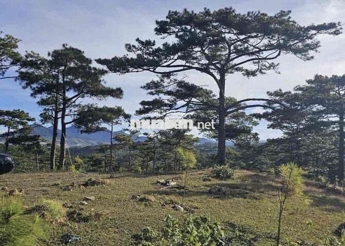 Hàng Ngộp Bán Rẻ 1005m2 Giá 450Triệu TP.Bảo Lộc Tiện Phân Lô View Đẹp