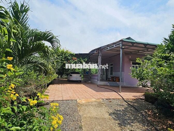 Chủ Ngộp Cần Bán Gấp Lô Đất Vườn