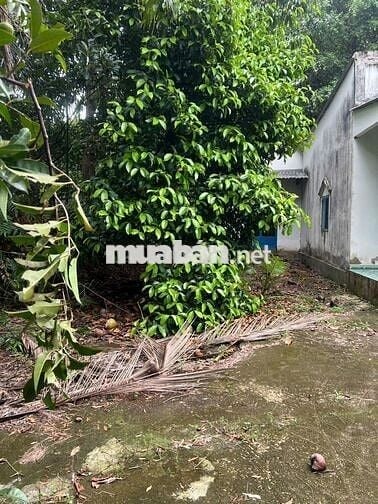 Bán lô đất vườn đường An Sơn 19  An Sơn Thuận An Bình Dương