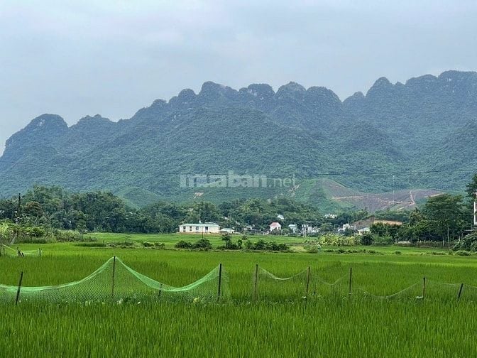 1000, 2000, 3000m đất đẹp giá rẻ tiềm năng đầu tư tại Kim Bôi Hòa Bình