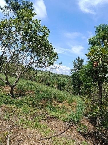 Bán đất thủy điện serepok 3 buôn đôn cũ 