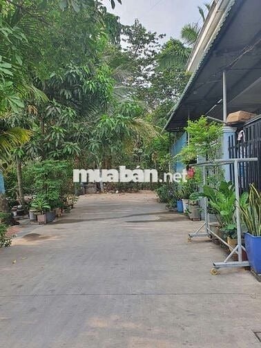 Ban nha phuong binh nham,,co hoan cong