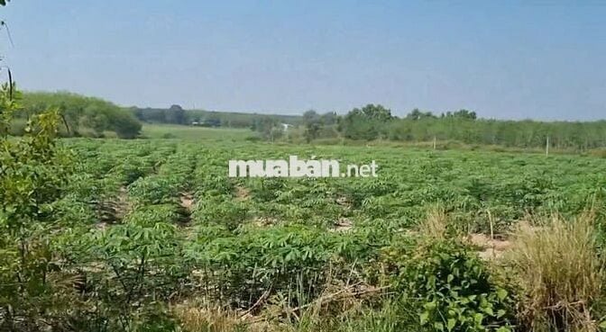 Bán đất Long Nguyên – mặt tiền N4, DT749 – 14ha – giá 200 tỷ (TL)