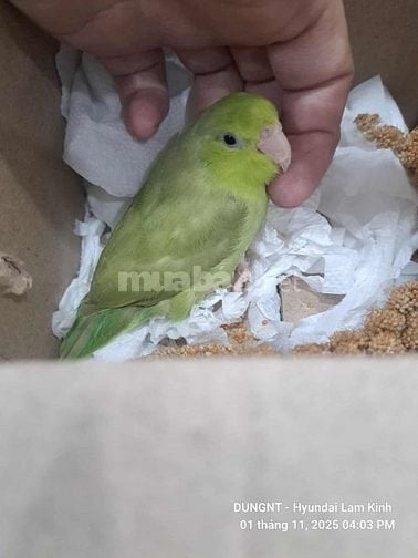 Cho thuê nhà Nhân Hoà Thanh Xuân 