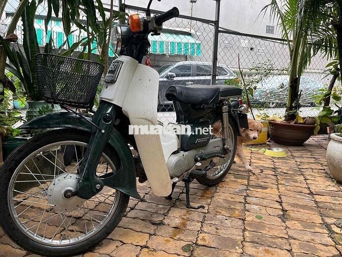 Bán xe đẹp 50cc cho học sinh đi