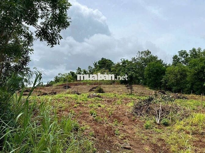 🚨 8 xào khối 15 Phường Khánh Xuân ( thực tế khoảng 1 Ha ) !
🌈