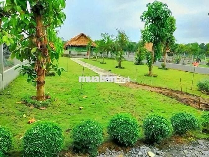 Đất nhà vườn Gần TTHC xả phú giáo HCM giá 550tr sổ sẳn