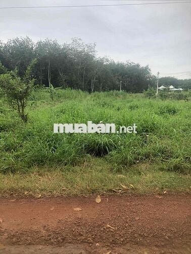 Sang nhanh lô đất ở 183m2 gần trường Nguyễn Huệ giá chỉ 270tr