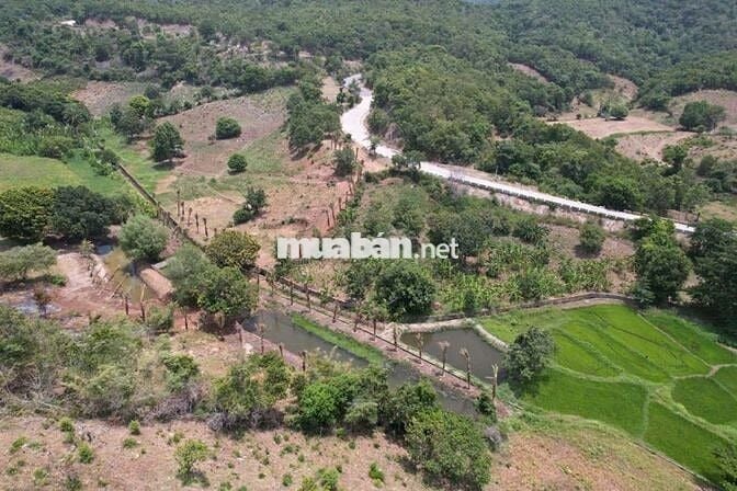 Kẹt tiền bán rẻ farm gần TP Phan Rang