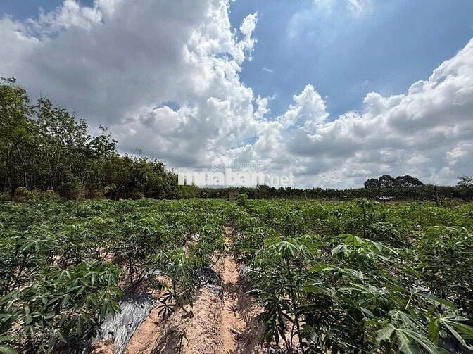 Cần bán lô đất 1000m2 đường Hương Lộ 2, Trảng Bàng, Tây Ninh, giá 1tỷ2