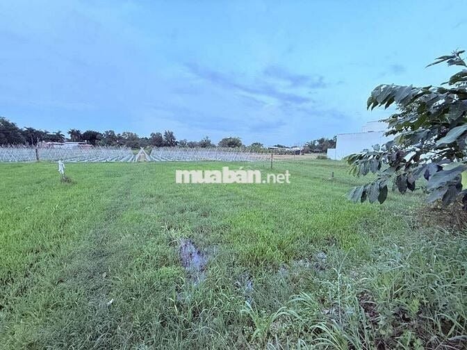 BÁN ĐẤT MT 16.5X30 LÊ MINH NHỰT–TÂN AN HỘI,CỦ CHI 🌳 CHỈ 11 TRIỆU/M2