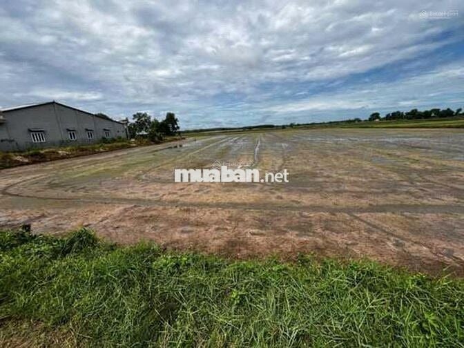 Gấp! Đất 712m2 tại Lộc Hưng, Trảng Bàng, SHR, giá chỉ 1,1 tỷ VND