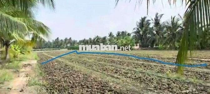 600tr 1200m2 lộ nhựa Lê Thị Lệ Chi (cách 60m) Chợ Gạo Tiền Giang