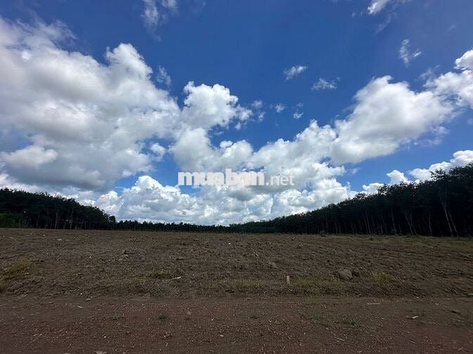 Chủ cần bán gấp đất nền 1100m2 tại xã Tân Lợi, Đồng Phú, 400 triệu,.