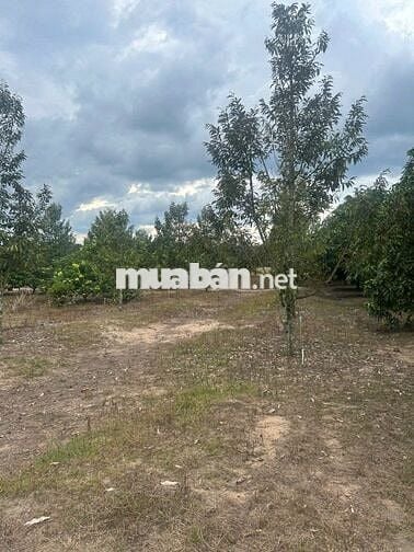 Bán rẻ lô đất 1 xào (16x63=1014m2) nở hậu 3m phía sau KCN Bắc Đồng Phú