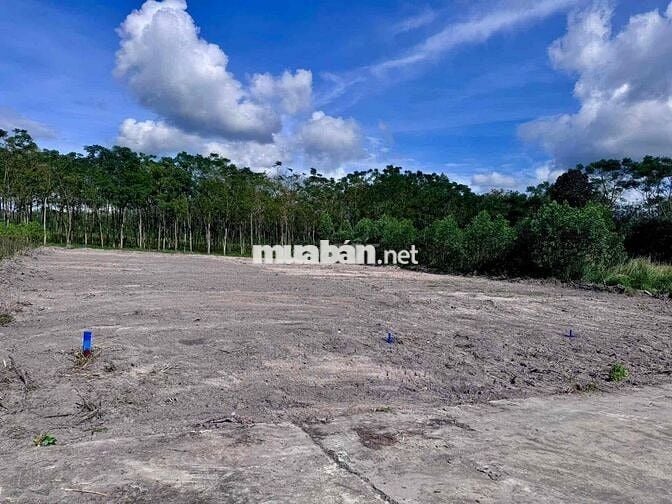 Ngân hàng thanh lý 2500m2 đất kế KCN Minh Hưng chỉ 300tr