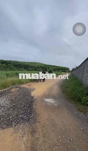 Đất nông nghiệp mặt tiền ngã 3, gần QL 20 Định quán, Giá rẻ