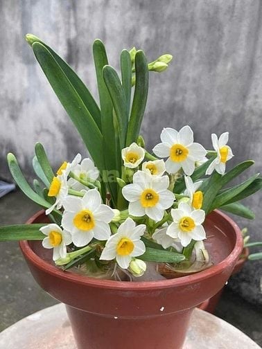 Chợ cây cảnh decor -Cây xanh mini trang trí bàn làm việc, phòng khách