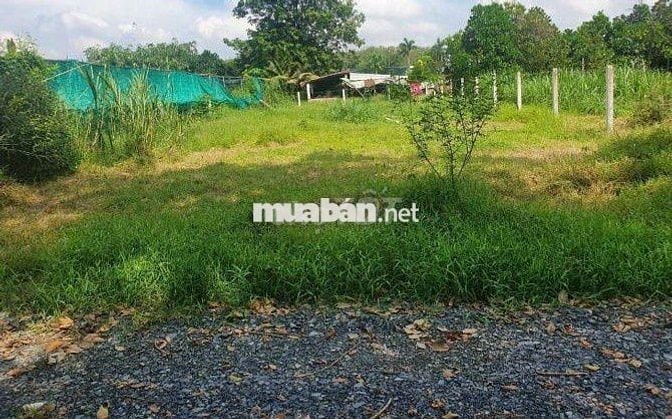 Đất 709m2 ngay Thạnh Đức, Gò Dầu, SHR, khu dân cư hiện hữu, giá 890tr.