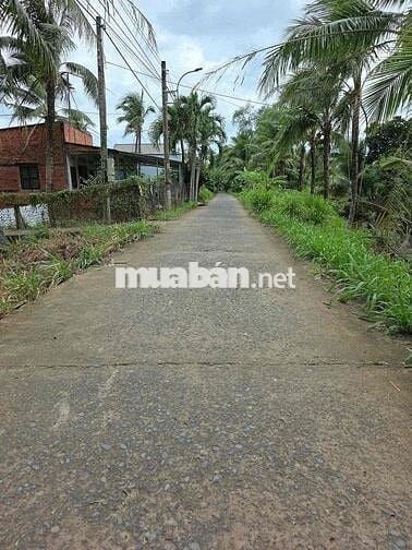 Chính chủ cần bán gấp đất đang trồng dừa