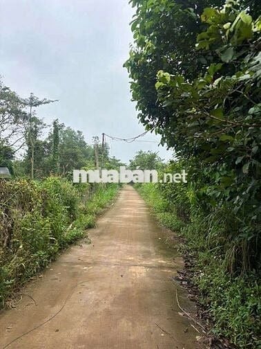 50X20 MÉT BÊ TÔNG, VƯỜN TRÁI CÂY SÔNG RAY CÓ SUỐI