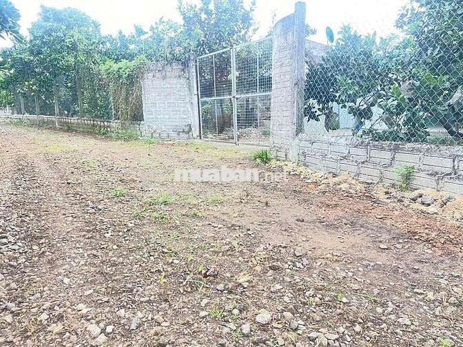 Lớn tuổi không chăm được cần sang lại vườn bưởi da xanh 40 cây