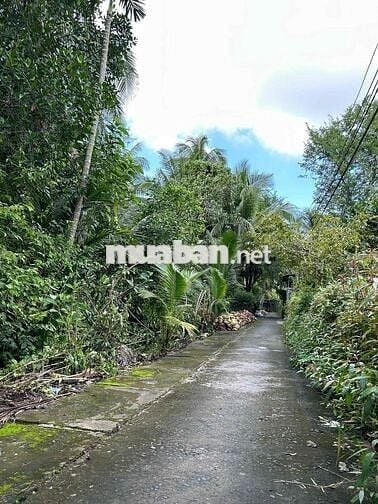 Nền 22x45m Khu 3 Thị Trấn Cái Bè